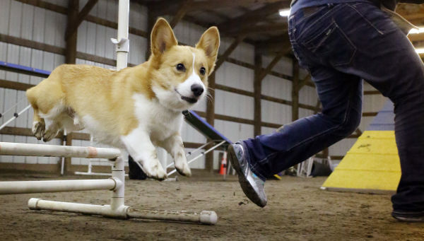 Dog Agility Class